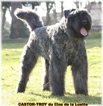 bouvier des flandres du clos de la luette - copyright d&eacute;pos&eacute;